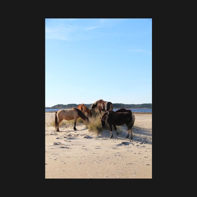 Assateague Beach Ponies Series - 04 by searchlight