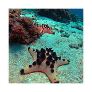 Chocolate Chip Sea Star T-Shirt