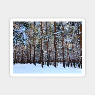 View at the Sormovsky Park in Nizhny Novgorod with pine trees, trunks, snow, crowns Magnet