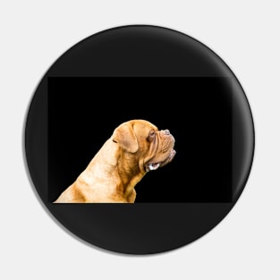 The Dogue de Bordeaux Pin