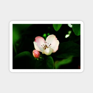 Quince Pink Flower and Bud Magnet