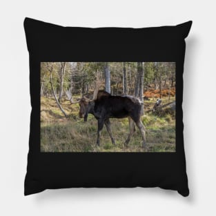 Moose in the fall woods Pillow