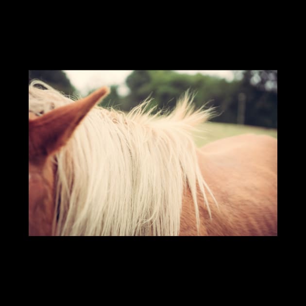 Windswept Mane by Debra Cox 