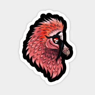 Bearded Vulture Head Magnet