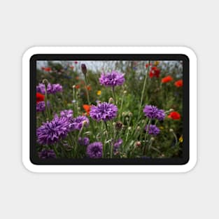 Spring Flowers in the Sun Magnet