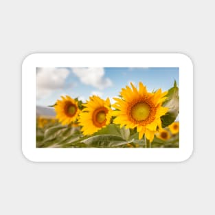 Happy Sunflowers Magnet