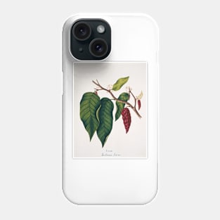 Chocolate cocoa plant (C012/2094) Phone Case