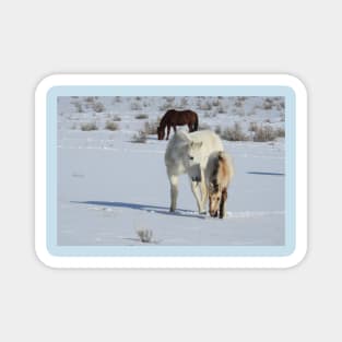 Wild horses, Arizona, nature, wildlife, gifts Magnet