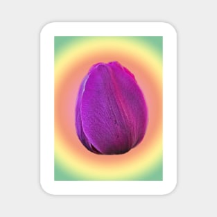 Purple Tulip in Suspension Magnet