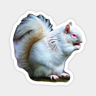 Albino Grey Squirrel Magnet