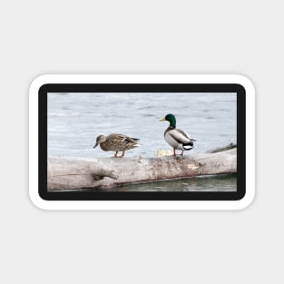 Mallard Duck Mates Magnet