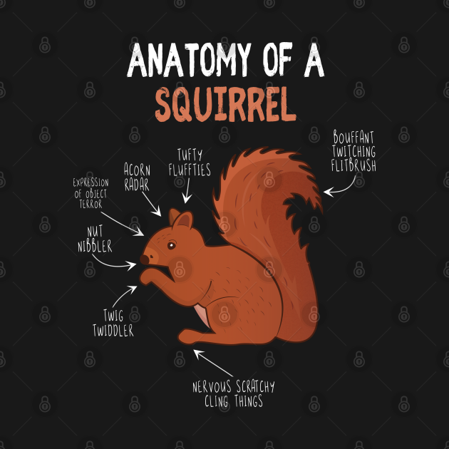 Anatomy Of Squirrel Funny chipmunk Illustration Chart Gift ...