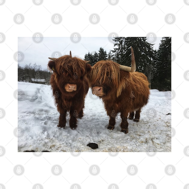 Scottish Highland Cattle Cow and Calf 1678 by SaarelaHighland