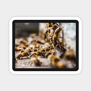 Beehive entrance Magnet