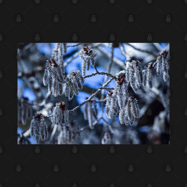 Frosted Buds on a Tree. by CanadianWild418