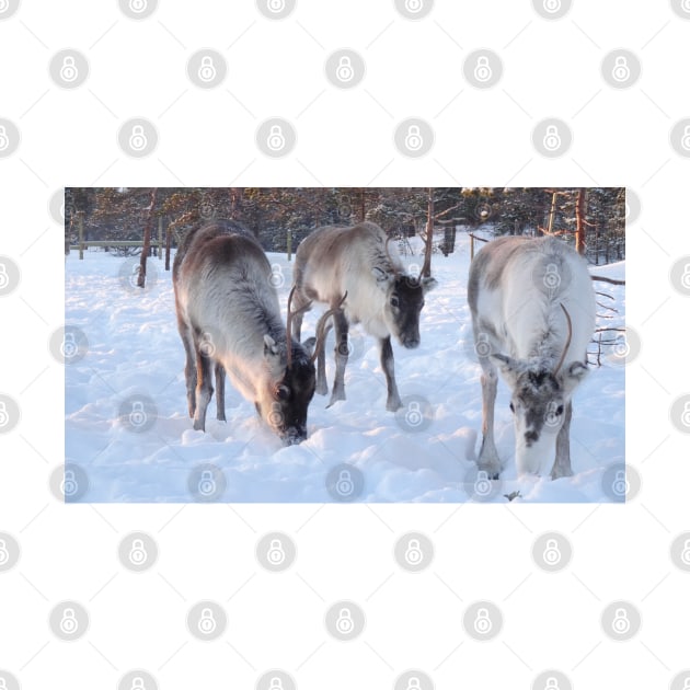 Feeding the reindeer in the snow by Aurealis