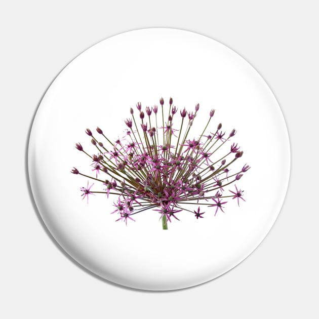 Allium  &#39;Spider&#39;  Ornamental onion Pin by chrisburrows