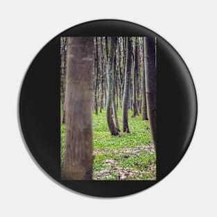 Hornbeam forest Pin