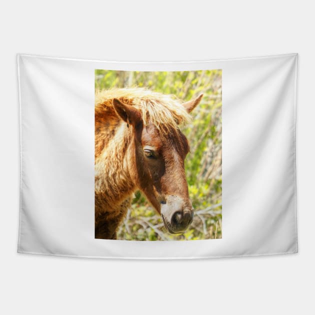 Assateague Pony Wyld Wynds Colt Tapestry by Swartwout