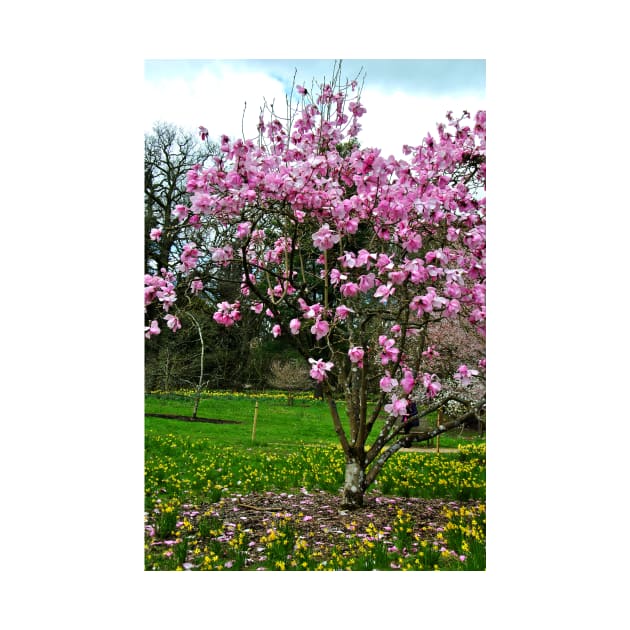 Magnolia Tree Batsford Arboretum Cotswolds UK by AndyEvansPhotos