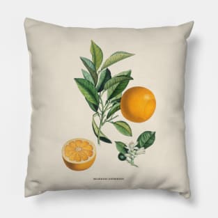 Orange Antique Botanical Illustration Pillow