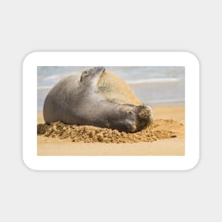 Eepo the Hawaiian monk seal Magnet