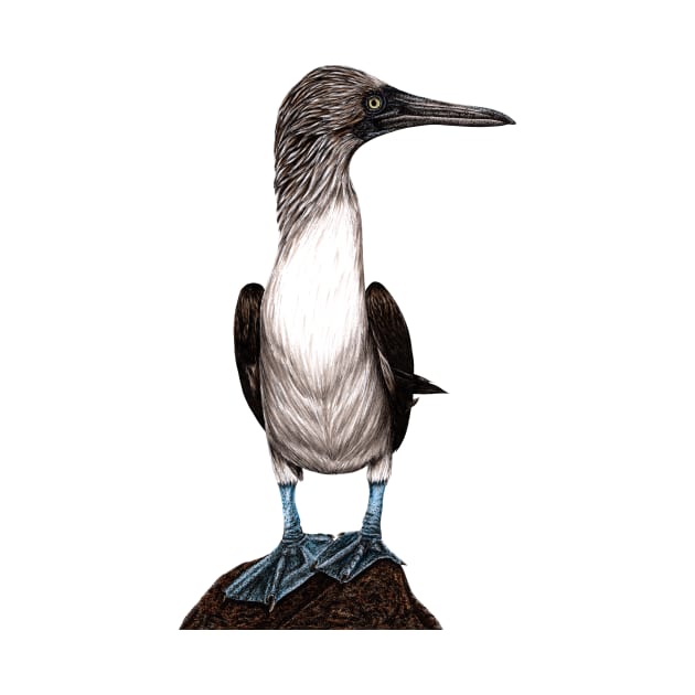 Blue-footed booby by lorendowding