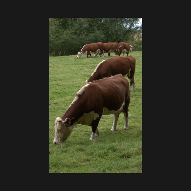 Cows by KWAPhoto