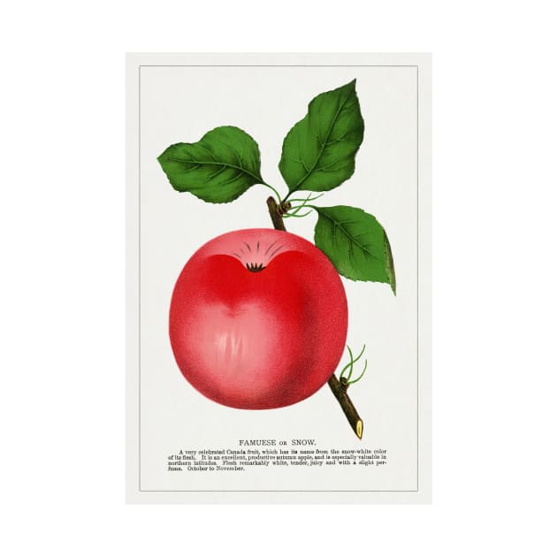 Snow Apple Lithograph (1900) by WAITE-SMITH VINTAGE ART