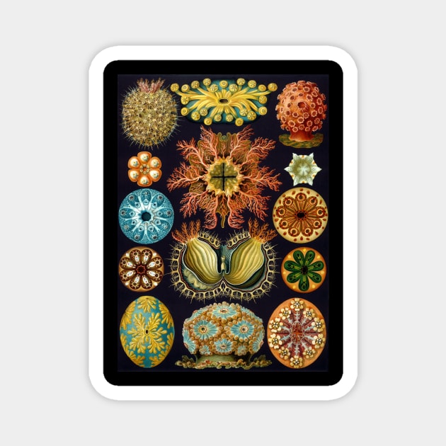 Ascidiae by Ernst Haeckel Magnet by MasterpieceCafe