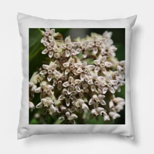 Milkweed Pillow