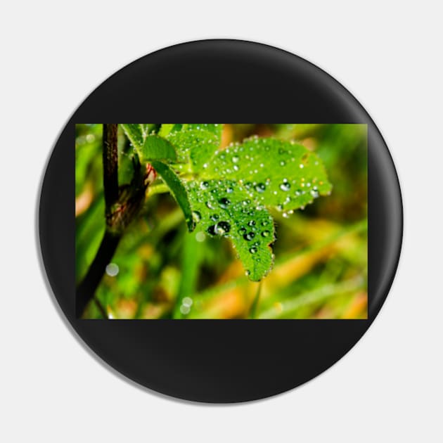 Raindrops on a wild rose leaf Pin by heidiannemorris