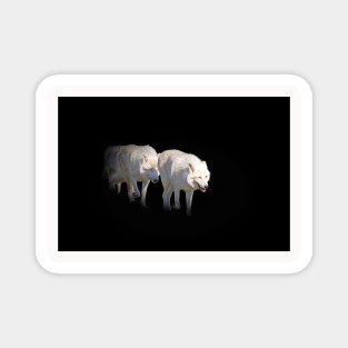 White Wolf Animal Wildlife Jungle Nature Freedom Forest Digital Painting Magnet