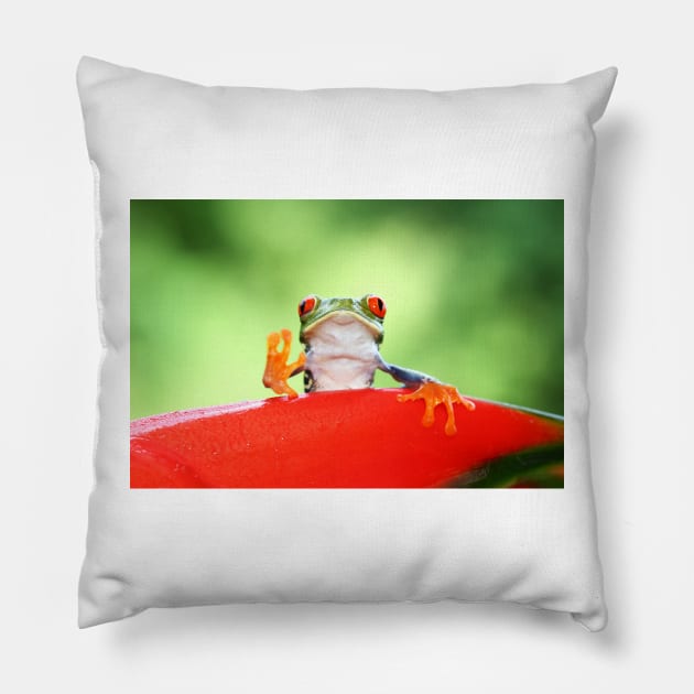 "Live long and Prosper" Red-eyed Tree Frog Pillow by Jim Cumming