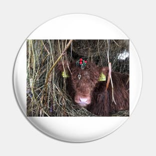 Scottish Highland Cattle Calf 1638 Pin