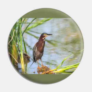 Green Heron Standing Tall Pin