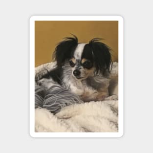 Long hair Chihuahua Magnet