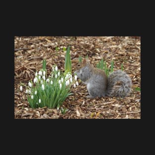 Grey squirrel and snow drops ..spring is here. T-Shirt