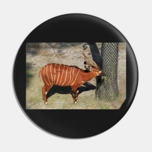 Bongo Pin