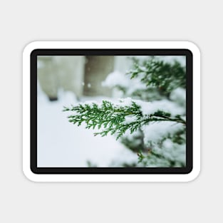 Snowy Pine Magnet