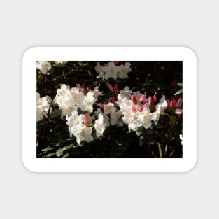 White rhododendron flower Magnet