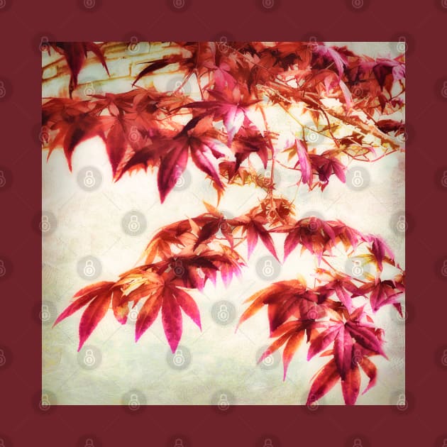 Japanese Maple Square - textured photo art by art64