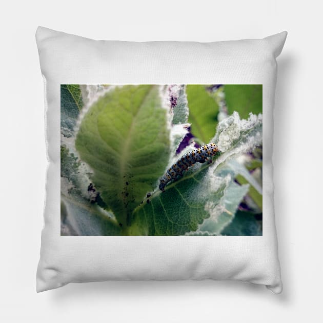 I am a butterfly! Pillow by Gourmetkater