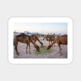 Camels eating. Magnet