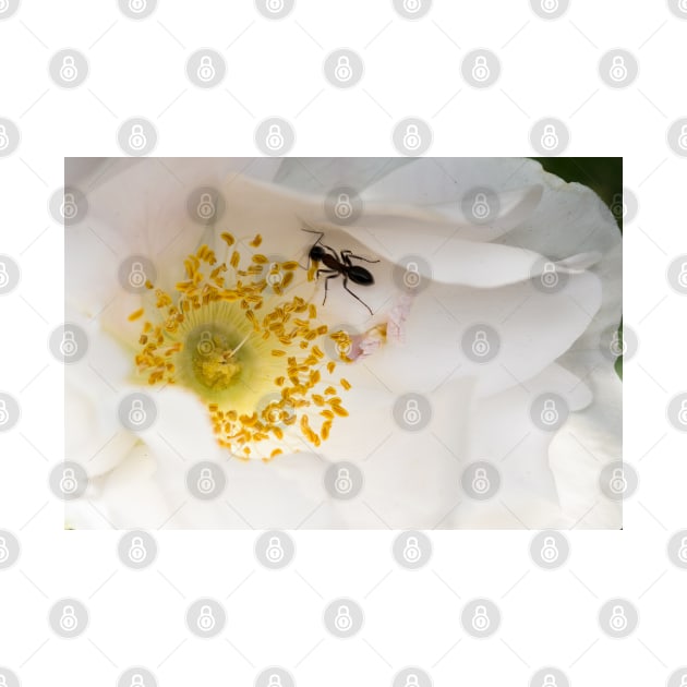 Ant On Rose Petals by Robert Alsop