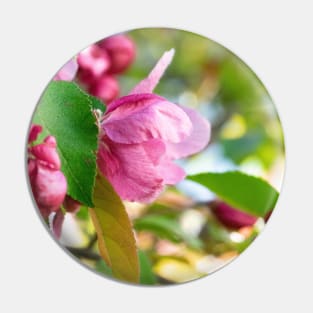 Photo of a beautiful pink cherry tree flowers Pin