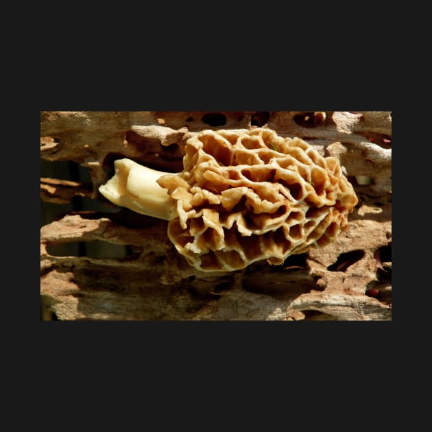 Morel mushroom by LaurieMinor