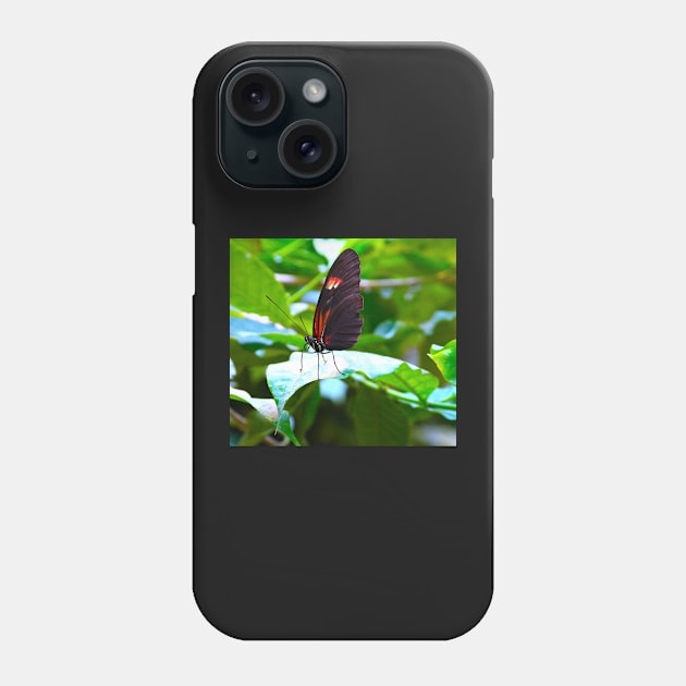 butterfly "Heliconius melpomene" Phone Case by dreamtravel