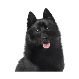 Schipperke Dog T-Shirt