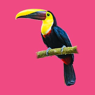 Toucan on a Branch (cutout with light green background) T-Shirt